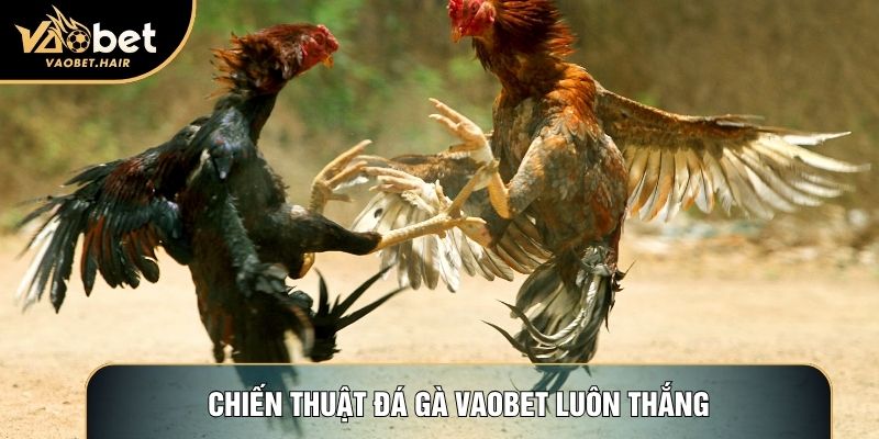 Chiến thuật đá gà Vaobet luôn thắng