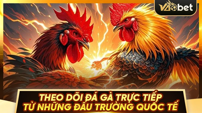 Đá gà đỉnh cao